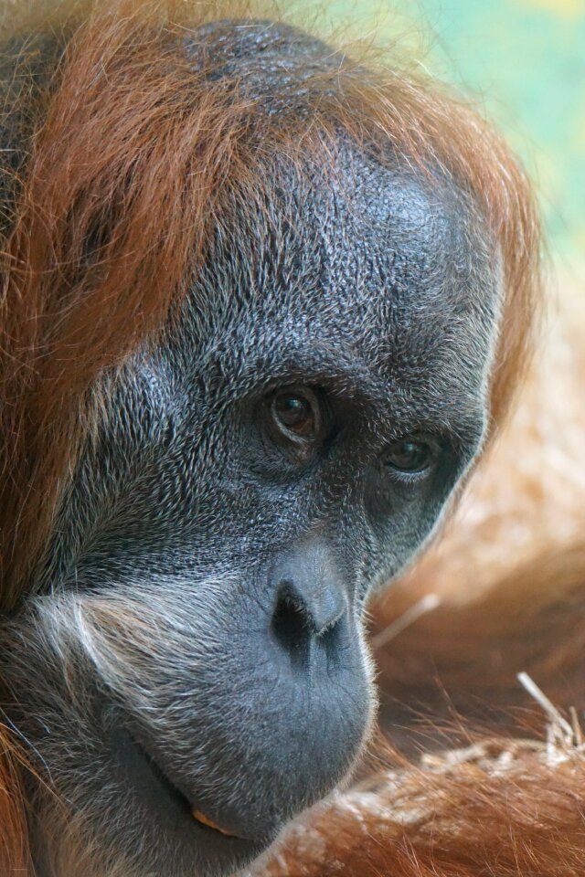 Primate tree climbers rainforest