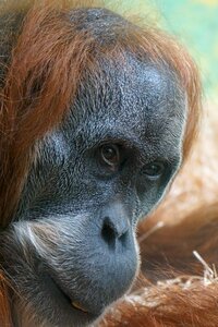 Primate tree climbers rainforest photo