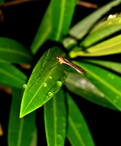 Bug malaria pest