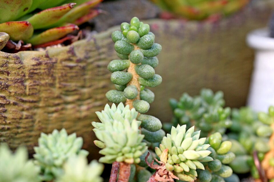Succulent plant cactus houseleek