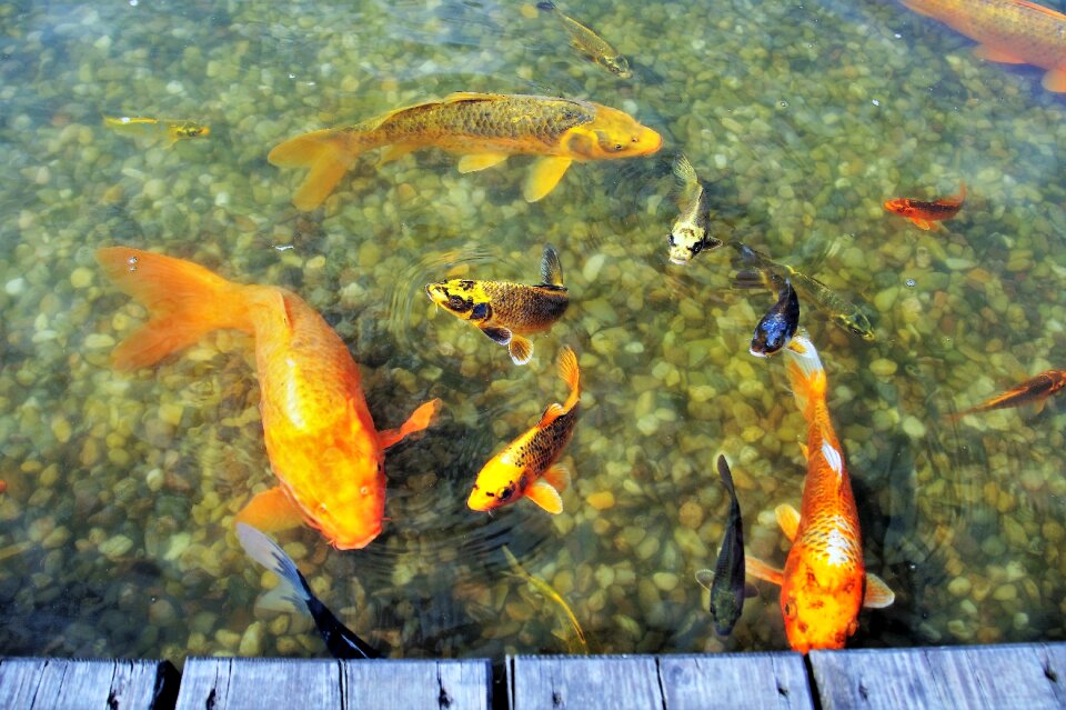 Koi koi carp lagoon