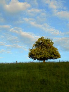 Solitaire pasture clouds