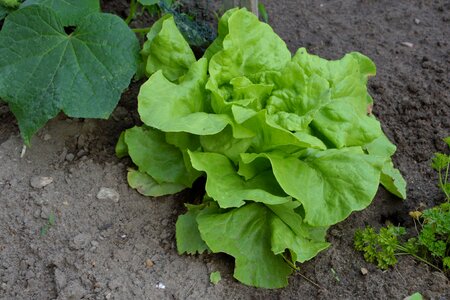 Vegetable garden garden bed