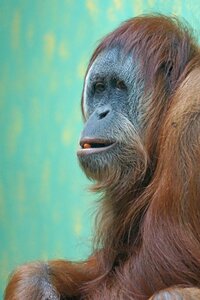 Primate tree climbers rainforest photo