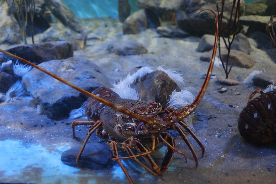 Shellfish seafood marine