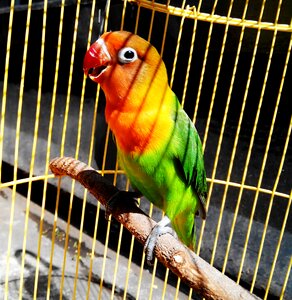 Parrot tropical small