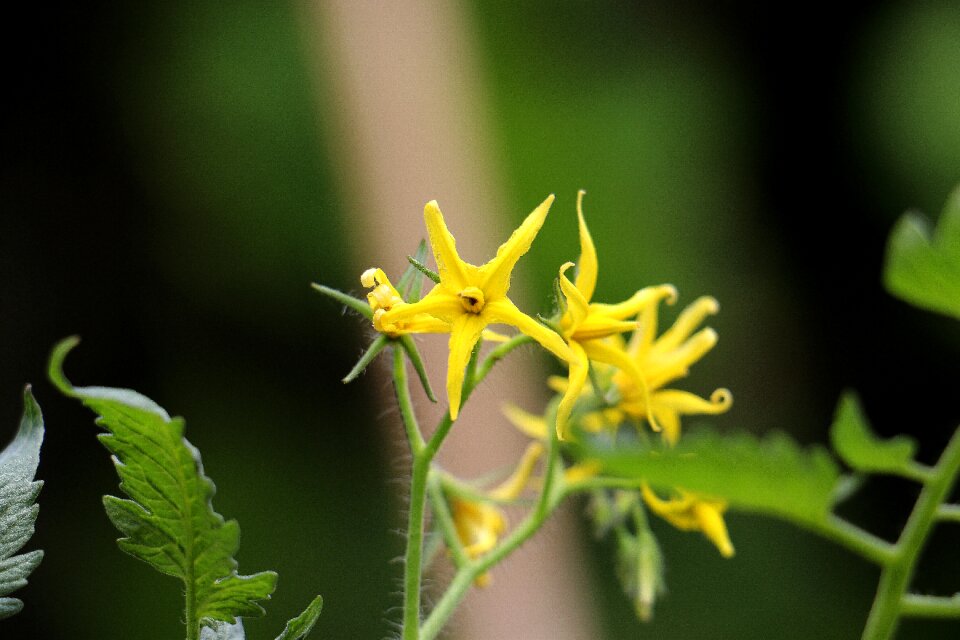 Nature tomatoflower green