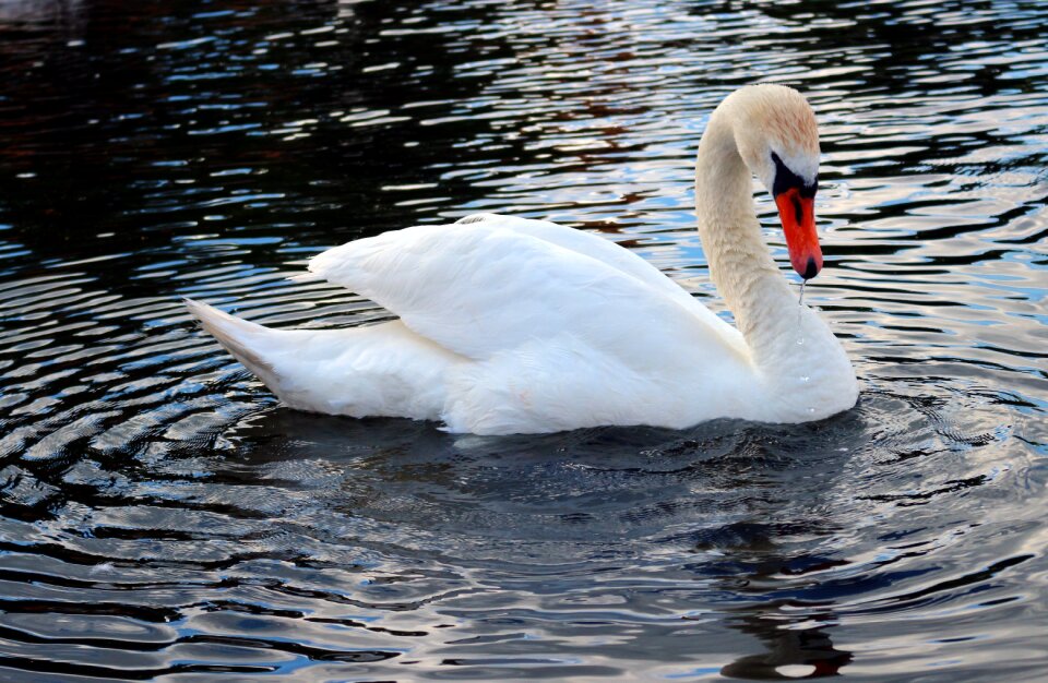 Pond lake water bird
