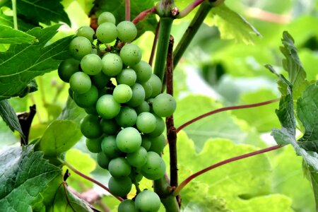 Immature fruit green grapes