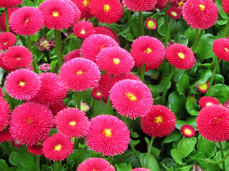 Bellis philosophy composites spring