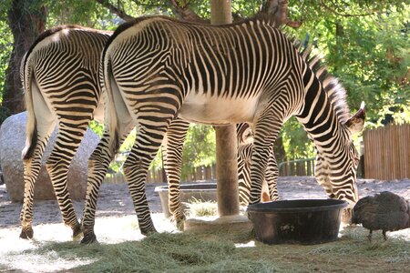 Eating hay zoo