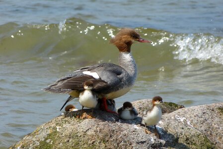 Baltic sea rügen great crested grebe family