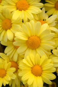 Flowers bright yellow daisies