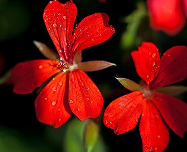 The delicacy flora summer