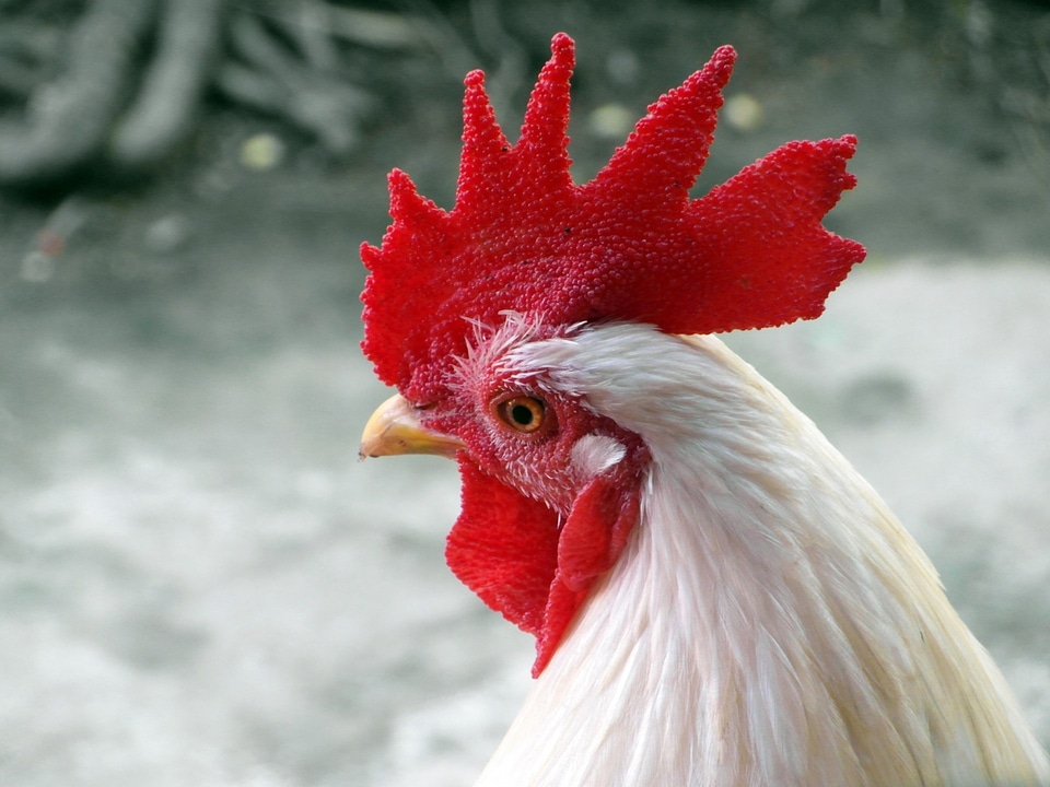 Real living chicken