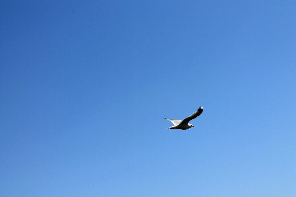 Sea bird sea the seagulls