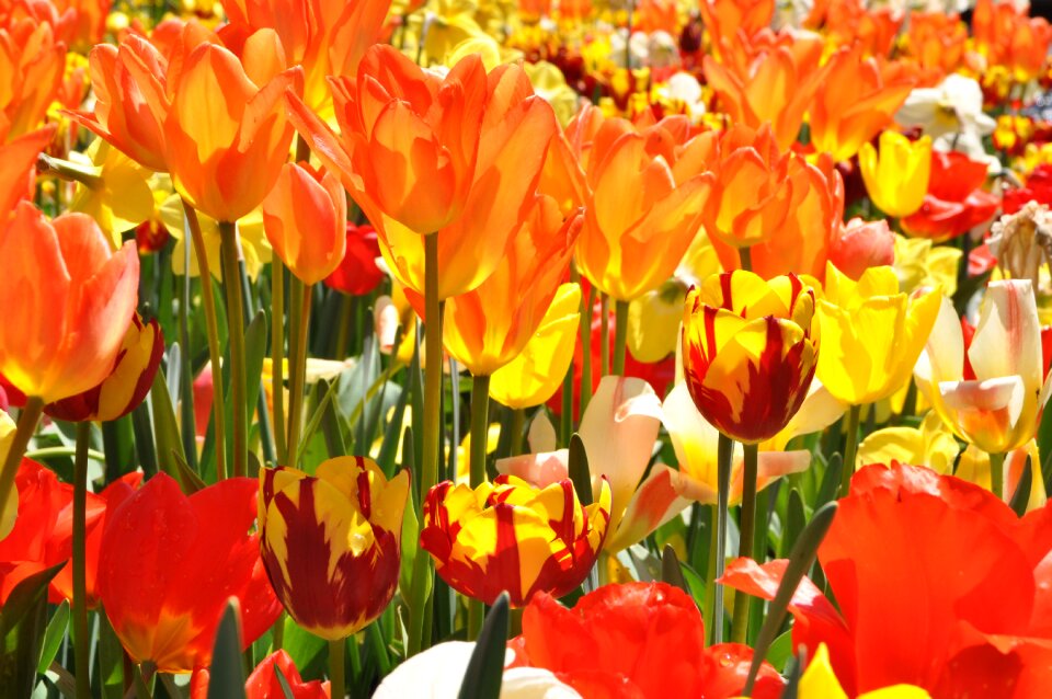 Tulip field spring mainau island