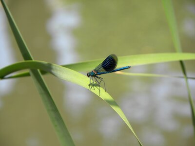 Blue bug pond