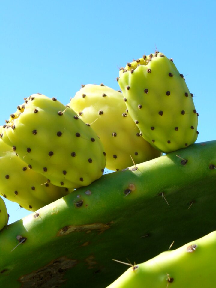 Green cactus fig plant