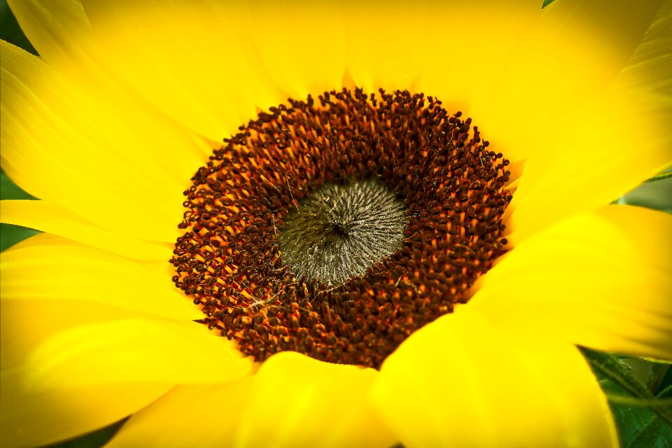 Nature blossom bloom