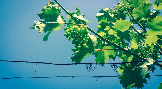 Wine winery grapevine