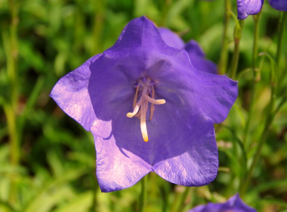 Purple flower
