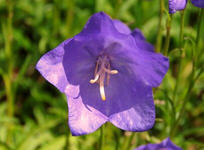 Purple flower