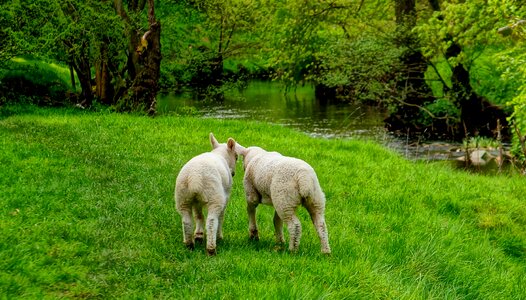 Farm grass nature photo