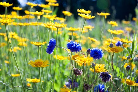 Blueberry daisy flowers photo