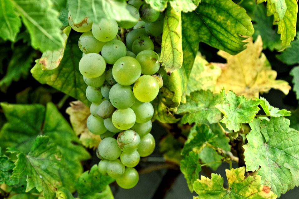Winegrowing vine rebstock