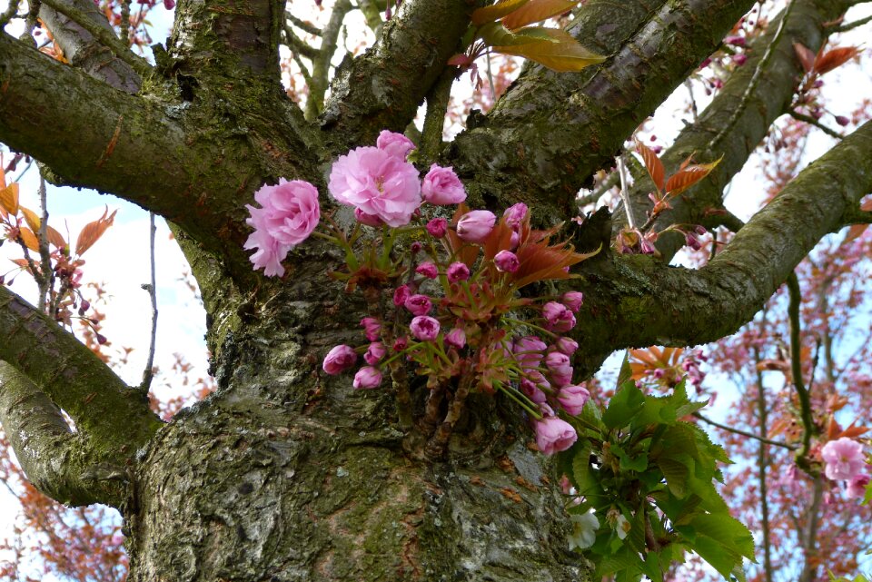 Teltow cherry blossom park japanese cherry