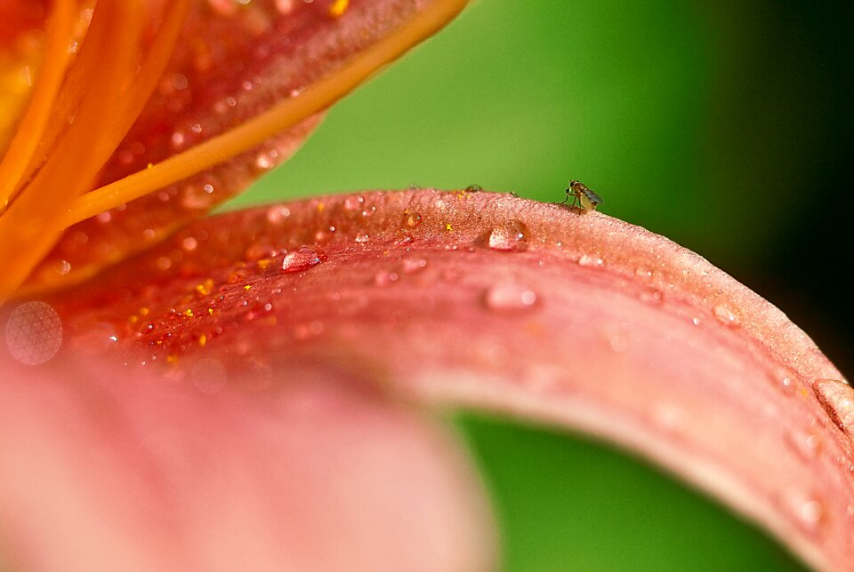 Macro nature blooming flower