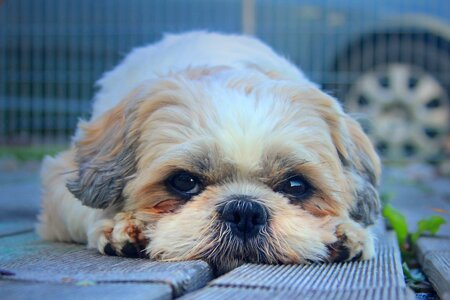 Cute dog look knuffig