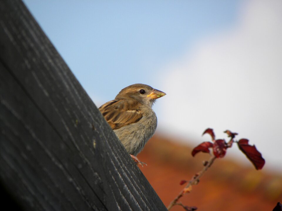 Beak sparrows nature