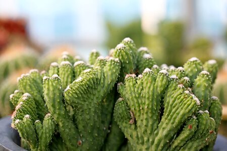 Succulent plant cactus houseleek photo