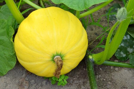 Garden vegetables healthy