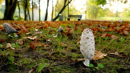 Park autumn herbstimpression