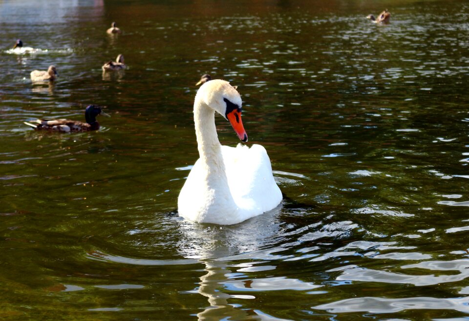 Water lakes water bird