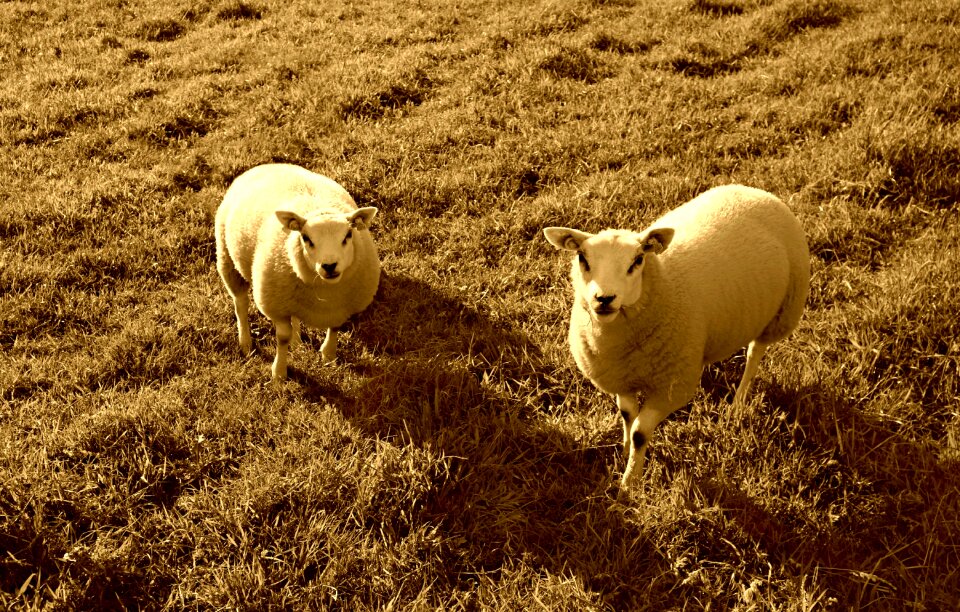 Livestock grazing field