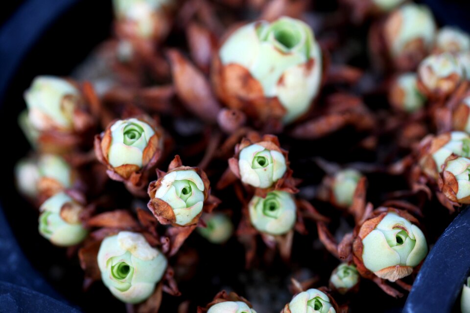 Succulent plant cactus houseleek