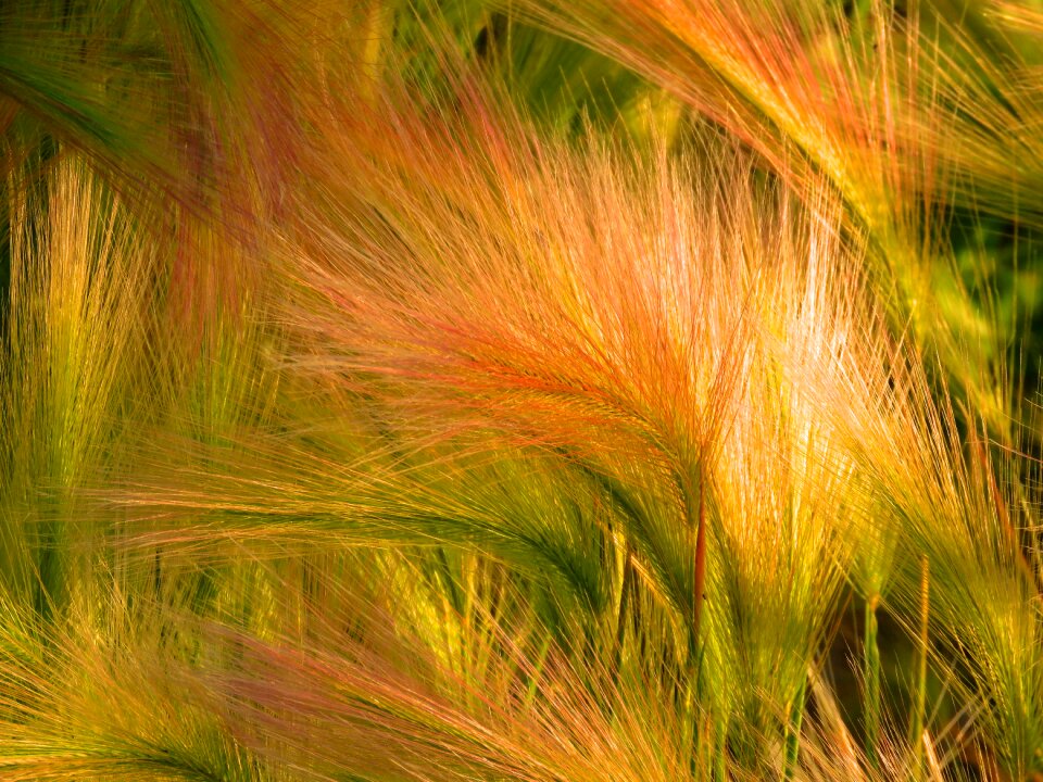 Ornamental grass grass