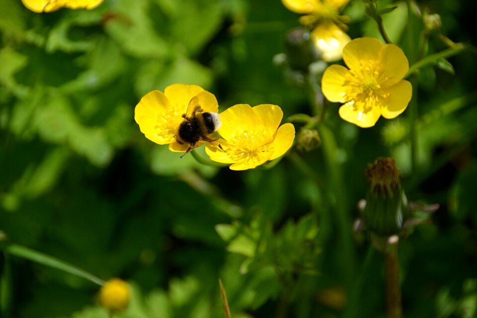 Nature flower fauna
