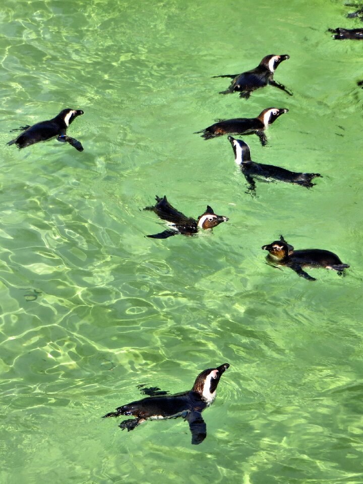 Birds spheniscus demersus black-footed penguins