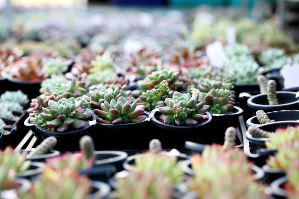 Succulent plant cactus houseleek