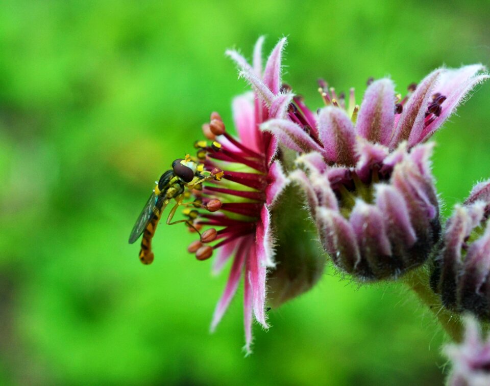 Syrphidae blossom bloom