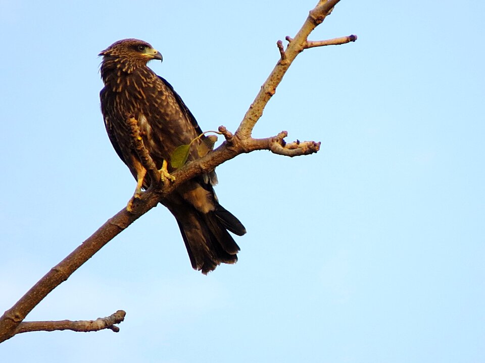 Bird raptor