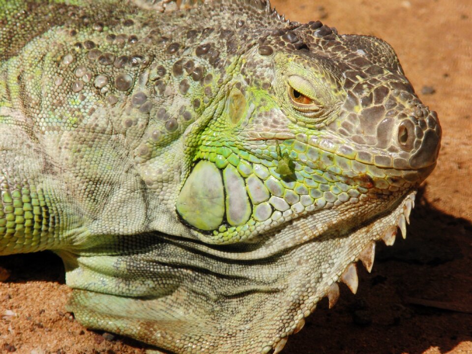 Scaly nature green