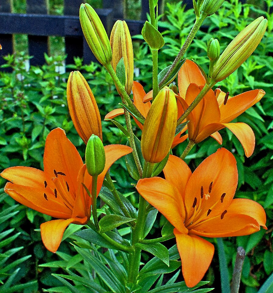 Rozkwitłe flowers flowering the background