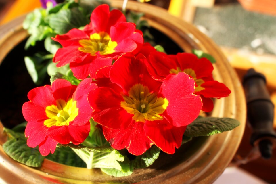 Flowers garden petunia balcony plant
