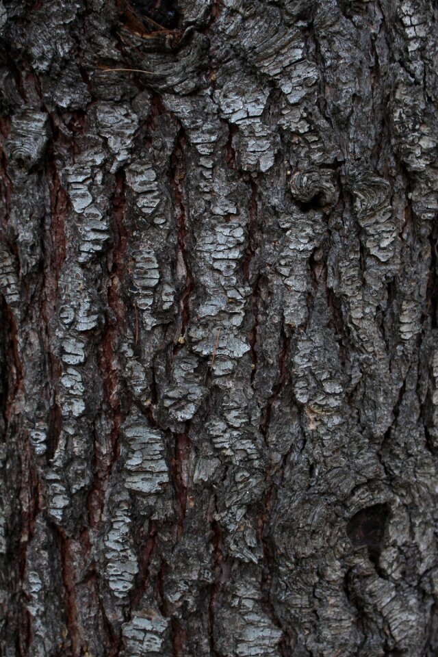 Background is desktop bark